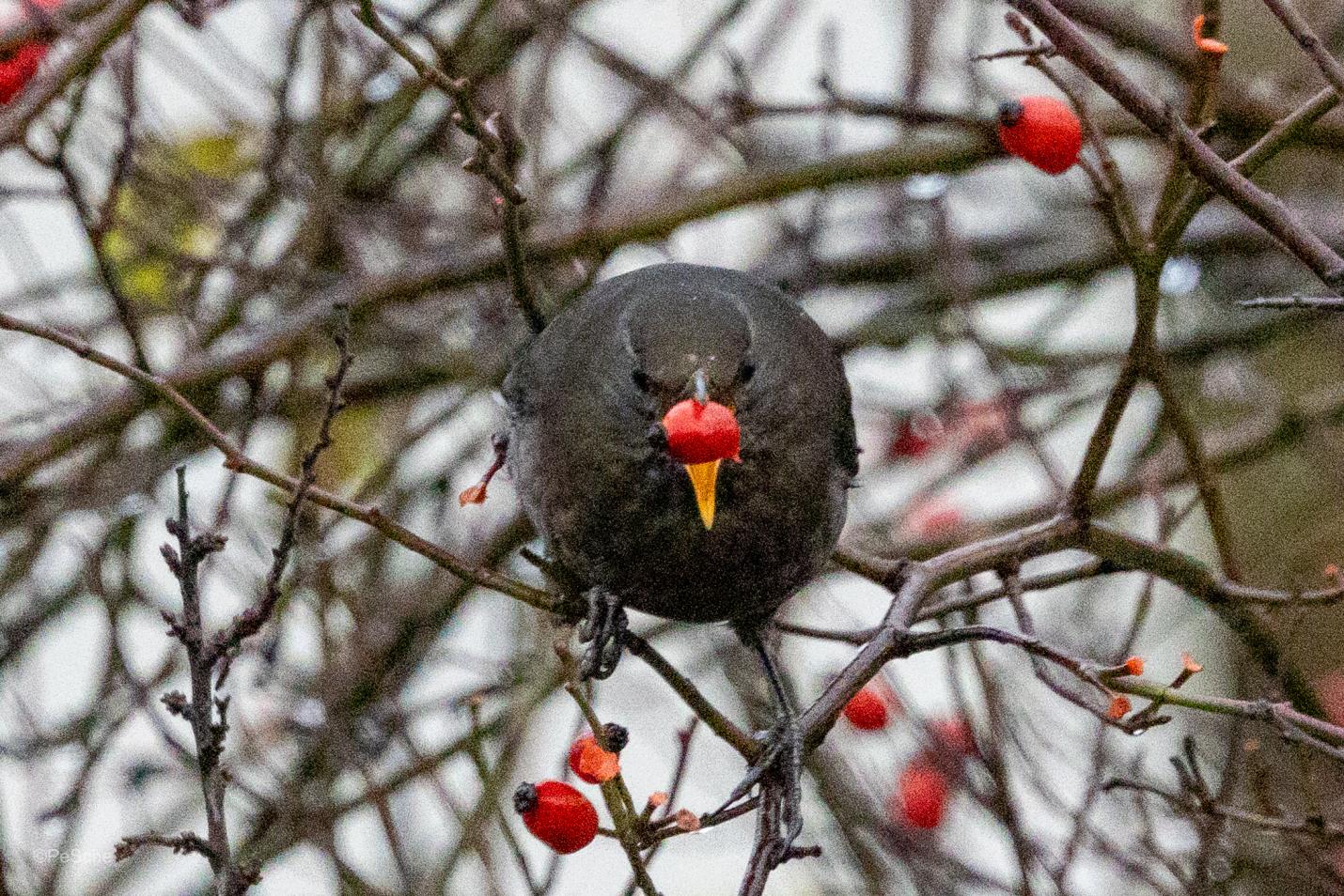 amsel